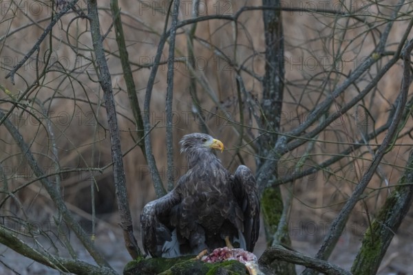 One white-tailed eagle (Haliaeetus albicilla) sitting on a small hammock feeding on a common carp. Fall foliage in late light in the background