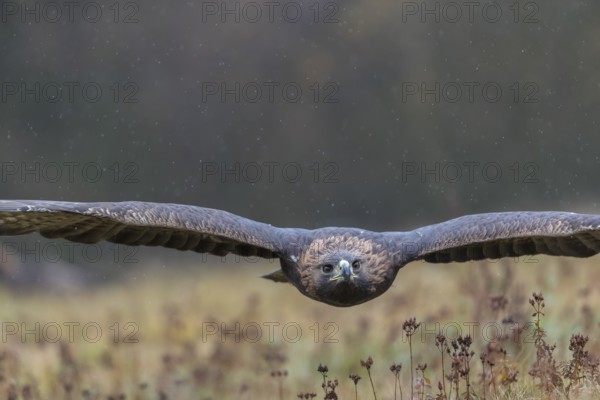 One golden eagle (Aquila chrysaetos) flying over a meadow during snow fall. A forest in the background