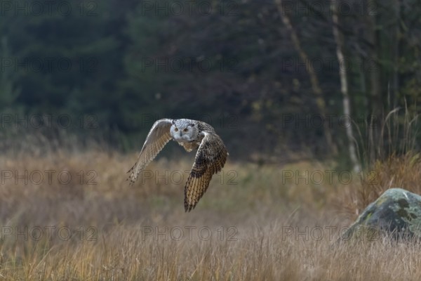 One Siberian Eagle Owl (Bubo bubo sibiricus) flying over tall reed grass lakeshore on an autumnal misty cold morning