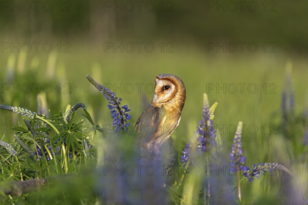 One barn owl (Tyto alba) sitting on a branch lying in a field of flowering lupines in late evening light