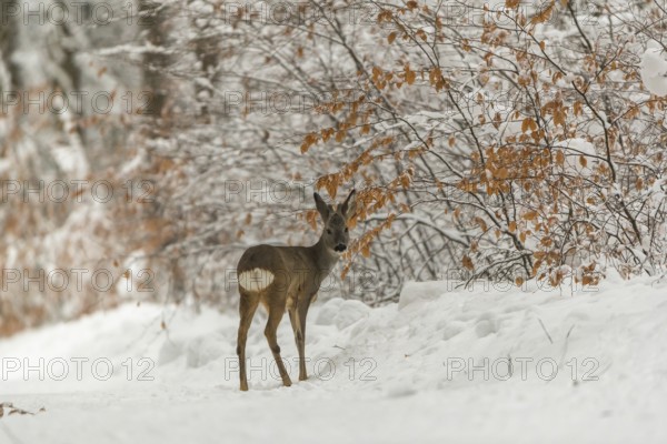 One young male Roe Deer, Roe buck (Capreolus capreolus), walking through a forest in deep snow. Trees in the background