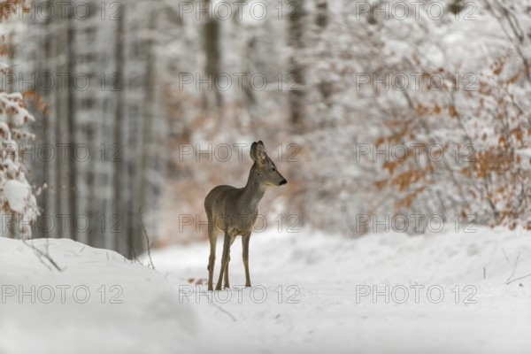 One young male Roe Deer, Roe buck (Capreolus capreolus), walking through a forest in deep snow. Trees in the background