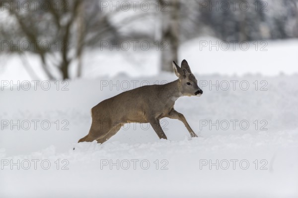 One young male Roe Deer, Roe buck (Capreolus capreolus), running through a forest in deep snow. Trees in the background
