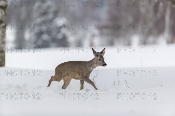 One young male Roe Deer, Roe buck (Capreolus capreolus), walking through deep snow. Trees in the background