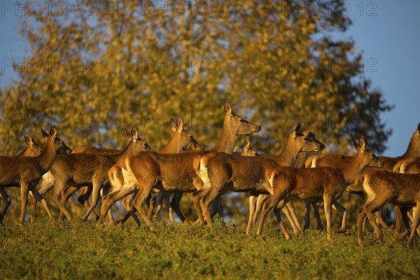 A herd of female red deer standing on a meadow in sweet evening light