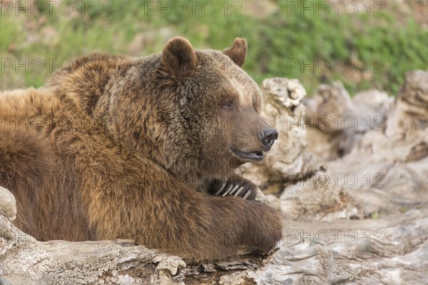 Eurasian brown bear (Ursus arctos arctos) resting on a log. Grass in the background