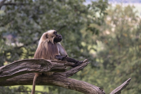 Portrait of an adult male Gelada (Theropithecus gelada), or bleeding-heart monkey, resting on a log