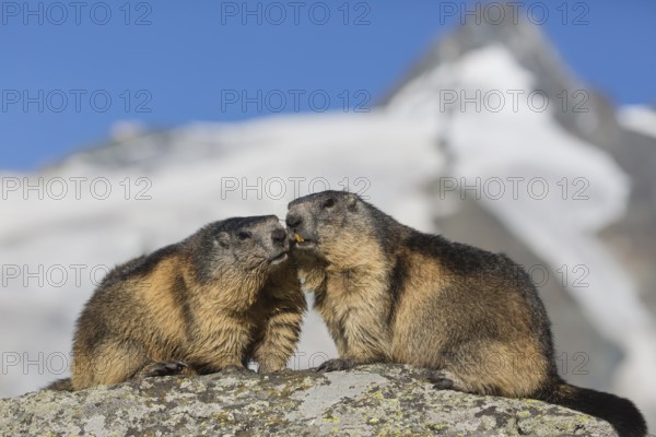 Two adult Alpine Marmot, Marmota marmota, sitting in front of the Grossglockner mountain in bright sunlight and a blue sky
