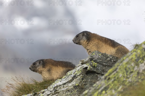 Two Alpine Marmots, Marmota marmota, standing on a rock with green grass, mountains in the distant background with grey sky, Grossglockner high alpine road, Hohe Tauern National Park