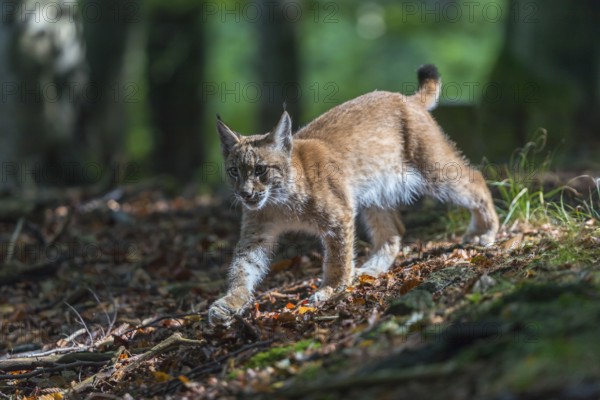One young Eurasian lynx, (Lynx lynx), walking thru a forest. Green vegetation around him