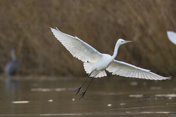 Great White Egret (Egretta alba) Germany