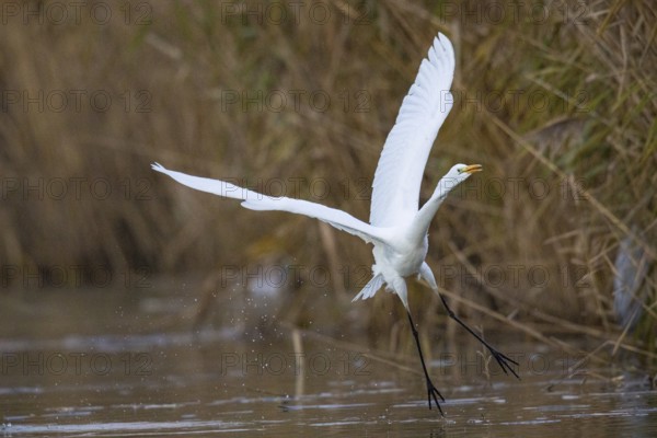 Great White Egret (Egretta alba) Germany