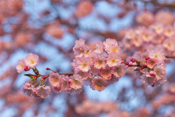 Close-up of a Japanese cherry blossom