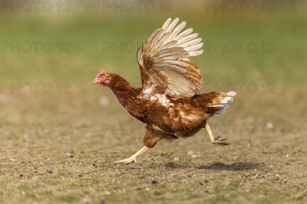 Fast running chicken in a meadow with raised wings, domestic chicken, Rhineland-Palatinate, Germany, Europe