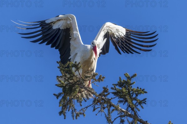 A stork with wide-spread wings landing on a tree, White Stork (Ciconia ciconia), wildlife, Germany, Europe