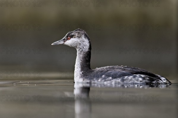 Slavonian grebe (Podiceps auritus), adult, in a white plumage, winter plumage, swimming in Lake Zug, Switzerland, Europe