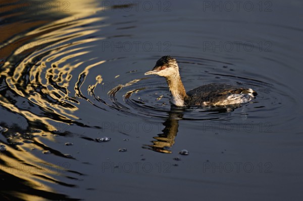 Slavonian grebe (Podiceps auritus), adult, in a white plumage, winter plumage, swimming in Lake Zug, Switzerland, Europe