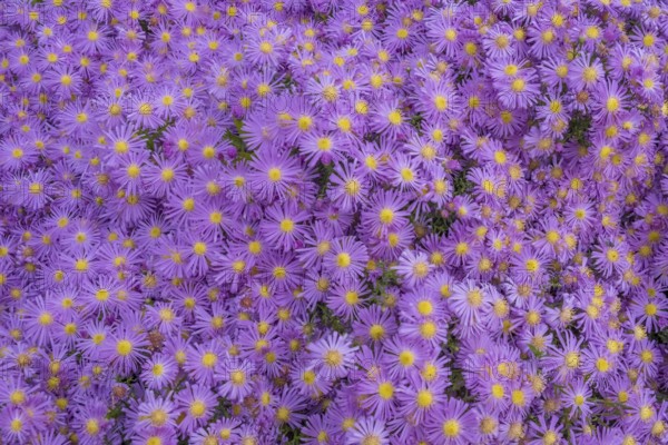 Cushion aster (Aster dumosus), Münsterland, North Rhine-Westphalia, Germany, Europe