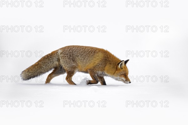 Red fox (Vulpes vulpes) hunting in the snow in winter