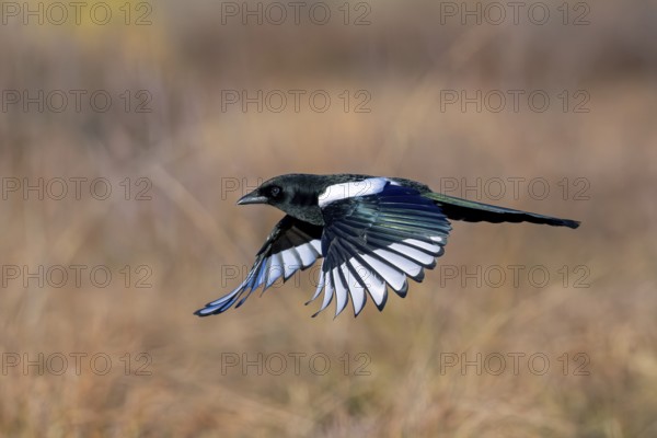 Eurasian magpie, common magpie (Pica pica) in flight