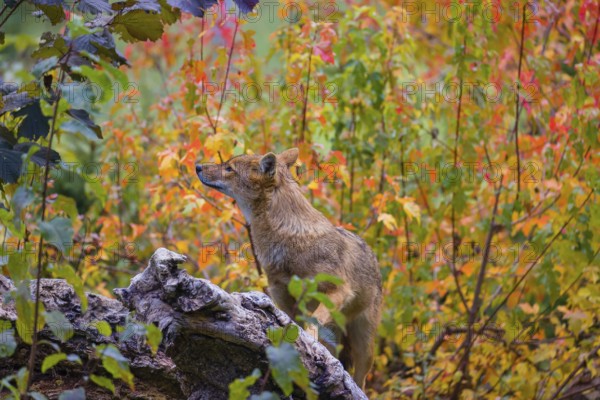 One golden jackal (Canis aureus) stands on a fallen tree trunk. Behind him is a tree in intense autumn colours