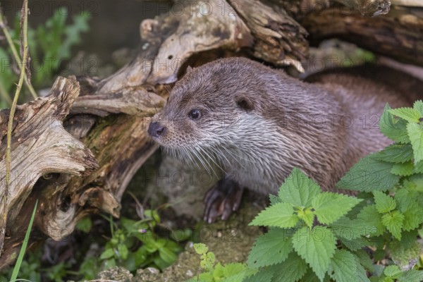 One Eurasian otter (Lutra lutra) resting on the pebbles of a river bank underneath a root of a rotten tree and watching something