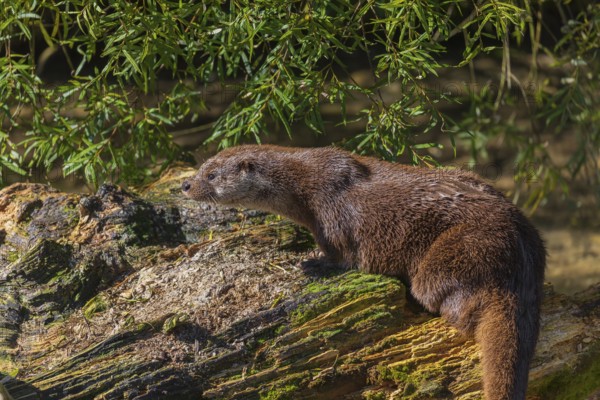 One Eurasian otter (Lutra lutra), rests on a log lying in the water