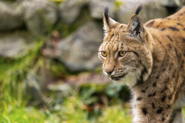 Eurasian lynx (Lynx lynx), in a forest, captive, Bavaria, Germany, Europe