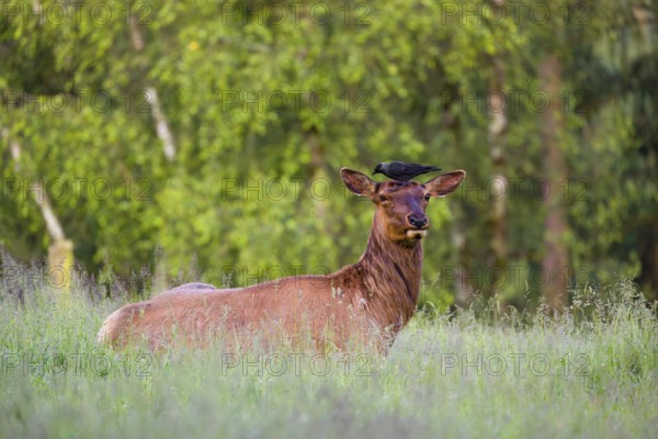 A female wapiti (Cervus canadensis) rests in a green meadow in the early morning. A western jackdaw (Coloeus monedula) stands on the head of the wapiti and pecks for insects