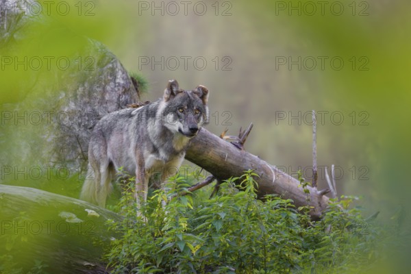 A eurasian gray wolf (Canis lupus lupus) stands on a log in front of a rock, observing the area. A forest in fall foliage is in the background