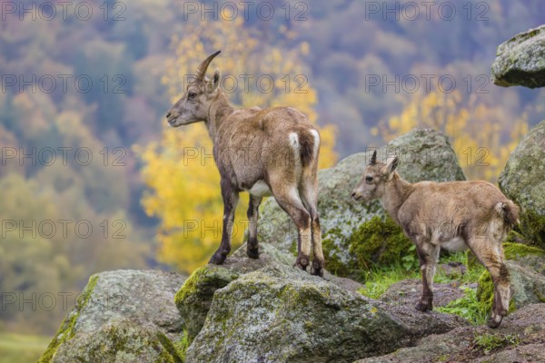 An adult female ibex (Capra ibex) stands on a rock with one of her young. A forest in autumn colors can be seen in the background