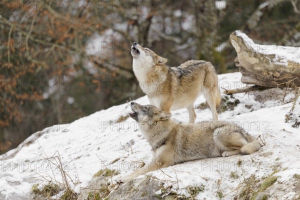 A young grey she-wolf (Canis lupus lupus) lies howling in a snow-covered meadow on a cold, cloudy day, while her mother stands howling behind her