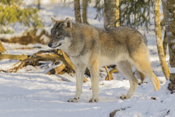 A young grey wolf (Canis lupus lupus) walks across the snowy forest floor on a cold, sunny day