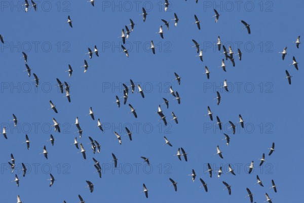 Cranes (Grus grus) in flight, North Rhine-Westphalia, Germany, Europe