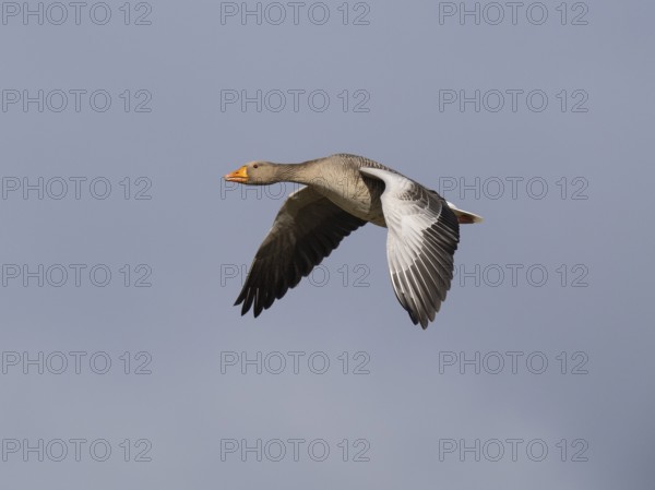 Graugans (Anser anser), zwei Vögel im Flug, über dem Naturschutzgebiet Mokbaai, auf der Insel Texel, Holland