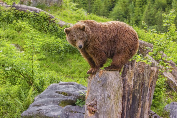 An adult female brown bear (Ursus arctos arctos) uses the top of a dead tree as a vantage point