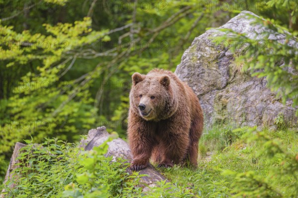 An adult female (Ursus arctos arctos) stands on a hilltop on a rotting tree