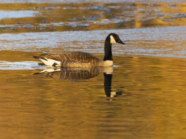 Canada goose (Branta canadensis), adult bird, swimming across a partially frozen lake with its reflection in the water, in late evening winterly light, Hesse, Germany, Europe