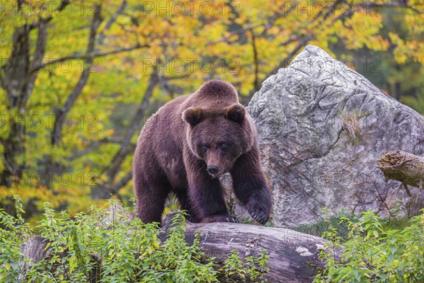 A young male Eurasian brown bear (Ursus arctos arctos) stands on a hill between rotting logs and rocks. A tree in fall foliage stands in the background