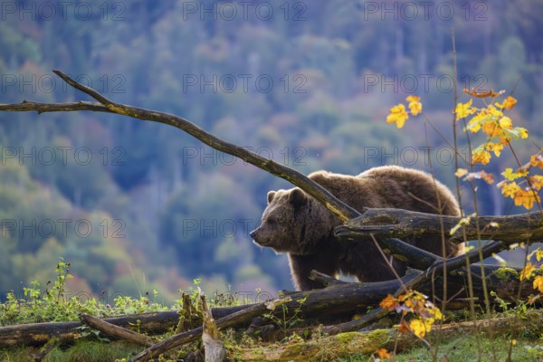 An adult female brown bear (Ursus arctos arctos) walks along a rim on hilly terrain. In the distance is a forest