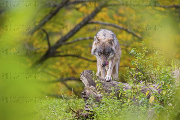 A Eurasian gray wolf (Canis lupus lupus) stands on a lying tree trunk on top of a small hill, framed by leaves. Behind it is a tree in intense autumn colors