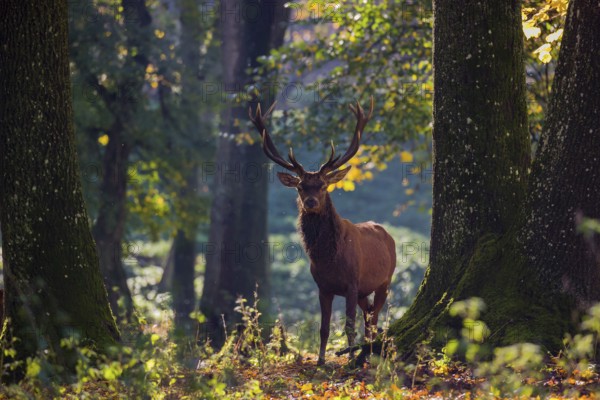 A Red Deer stag (Cervus elaphus) stands in a forest