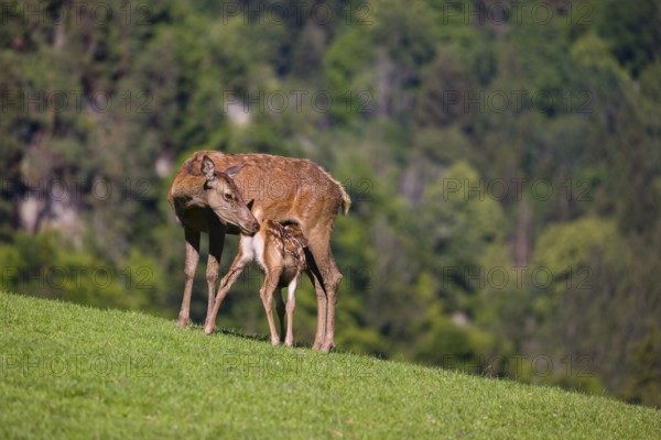 One red deer doe (Cervus elaphus) stands on a meadow and suckles her fawn. A forest in the distant background
