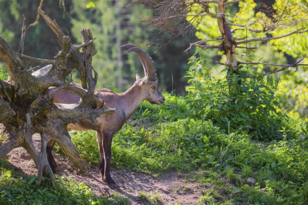 A male ibex (Capra ibex) stands on a hill at the edge of the forest in soft backlighting. A forest with fresh green leaves can be seen behind him