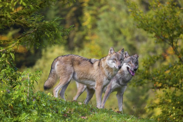 Two eurasian gray wolves (Canis lupus lupus) stand in a meadow on a hill