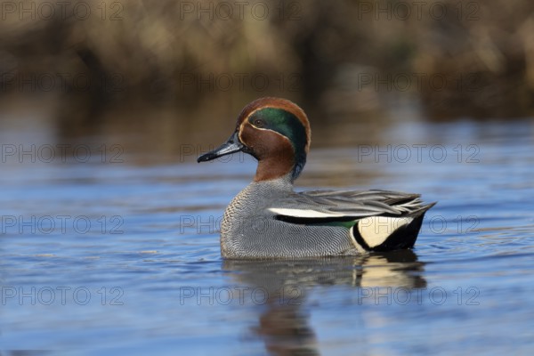 Teal, Creeping Teal or Quail Duck (Anas crecca), Sweden, Europe