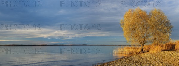 Shore of Lake Chiemsee in autumn, reeds and colourful trees in the evening light, Chiemgau, Bavaria, Germany, Europe
