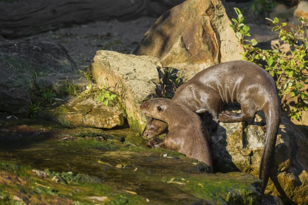 Two giant otter or giant river otter (Pteronura brasiliensis) climb out of the river onto a mossy rock at a little cascade