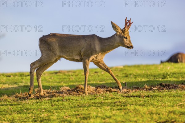 One young Roe Deer buck, (Capreolus capreolus), walks over a meadow