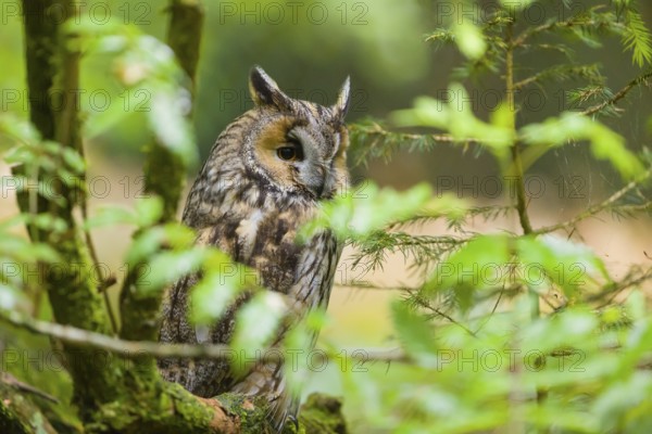 One long-eared owl (Asio otus), sitting on a branch of a tree, between green leaves